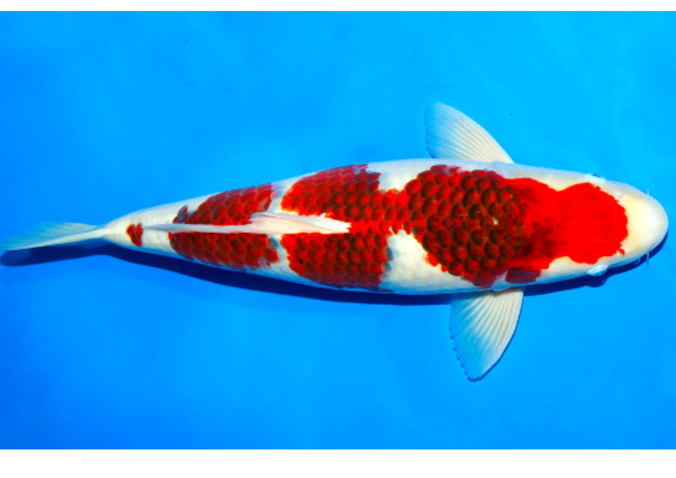 Koi Goromo V p Thu H t M i nh Nh n Koi Goromo V p Thu H t M i nh Nh n