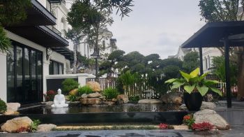 What plants to plant inside a koi pond? Learn the benefits of aquarium plants for koi pond