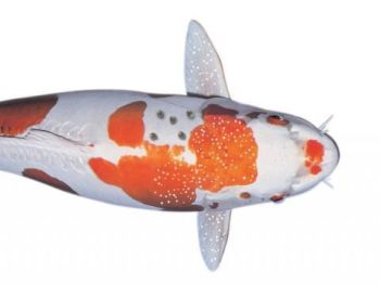 Common diseases in Koi fish