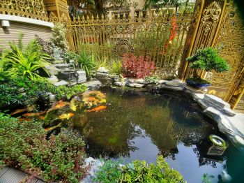 Feng shui meaning of koi aquarium