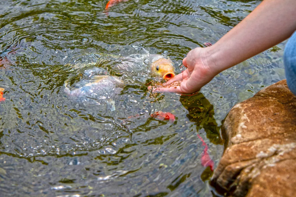 AQUARIUM TREATMENT AFTER SUMMER RAINS