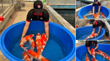 Thousands of BEAUTIFUL KOI at JAPANESE KOI SUPERMARKET | JAPANESE KOI FISH ARE HIGH QUALITY, EASY TO PLAY, REASONABLE PRICE!!