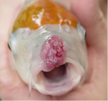 Mouth Ulcer Disease in Koi Fish: Causes, Symptoms, Treatment