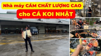 Visit the factory to make HIGH QUALITY FOOD for JAPANESE KOI | HARUTO KOI BRAN DELICIOUS, TONIC, EXTREMELY REASONABLE