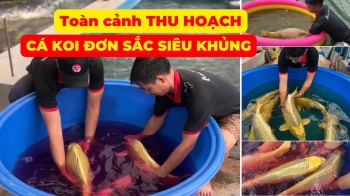 Harvesting super !! monochrome japanese koi