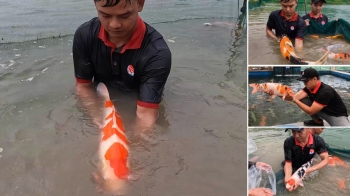 Harvest more than 500 JAPANESE KOI FISH size 50-80CM | BIG, BEAUTIFUL, REASONABLY PRICED KOI FISH !!