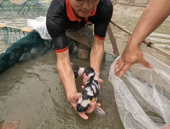 Benefits of Keeping Koi Fish in a Mud Pond