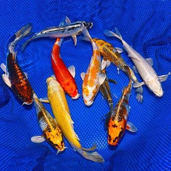 KOI FISH LOSE COLOR – CAUSES AND SOLUTIONS