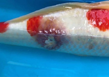 Scale rot in koi