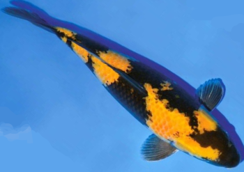 Ki Utsuri – A symbol of sophistication and beauty in the world of Koi fish