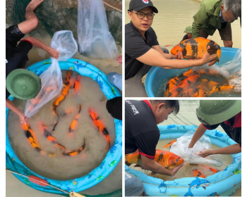 Harvesting JAPANESE KOI size 50 - 65 CM | RED TIGER - HI UTSURI The world's leading SHINODA camp