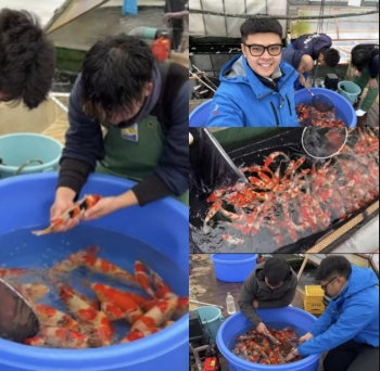Choose extreme KOI tosai fish at Japan's top fish farm