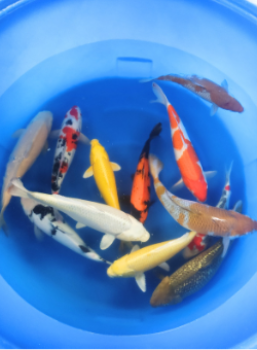Japanese Koi Combo