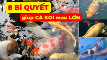 8 SECRETS OF GROWING KOI FISH FAST | Common MISTAKES when choosing food for KOI