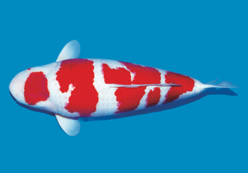 The basics of caring for Koi fish