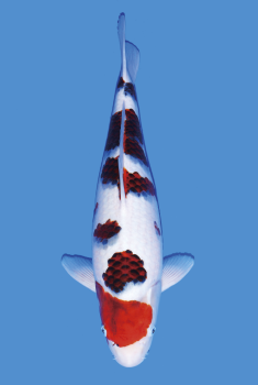 Signs of early recognition of Koi fish disease