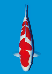 Koi Kohaku
