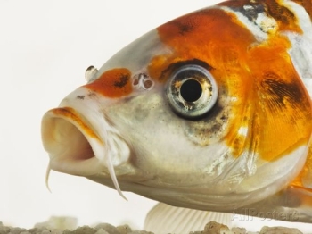 Koi protruding eyes- causes, signs and treatment