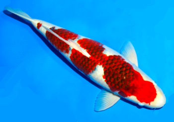 Koi Goromo- Beauty attracts all eyes