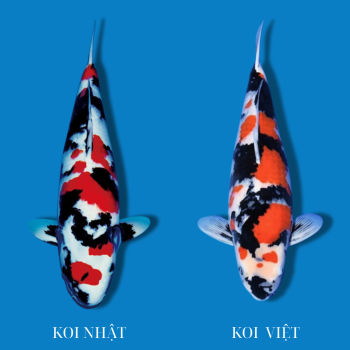 DISTINGUISH BETWEEN JAPANESE KOI AND VIETNAMESE KOI