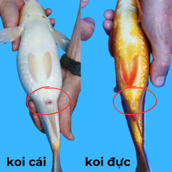 How to distinguish the sex of koi fish