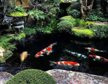 PROBIOTICS FOR FISH IN SUMMER