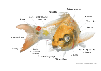 How to recognize early when koi fish are sick