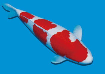 KOI KOHAKU – The beauty of simplicity and sophistication.
