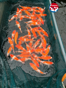 How to choose a beautiful Koi fish
