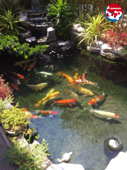 Plants to plant in a Koi aquarium