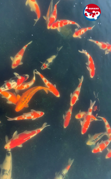 Healing care for Koi fish at home