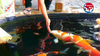 Training instructions for bold Koi fish