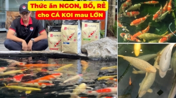 DELICIOUS, TONIC, CHEAP food for KOI fish quickly | KOI bran quality, reasonable price.