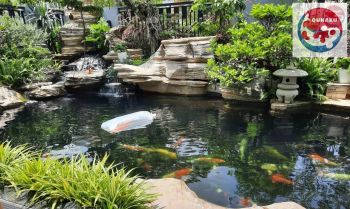 Cleaning, care and maintenance of Koi aquarium
