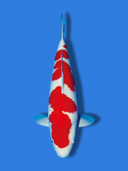 KOHAKU
