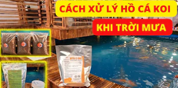 Prevention for Japanese Koi | Treating KOI FISH ponds when it rains